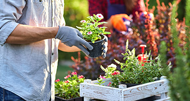 a person handling a potted flower plant in preparation for planting it